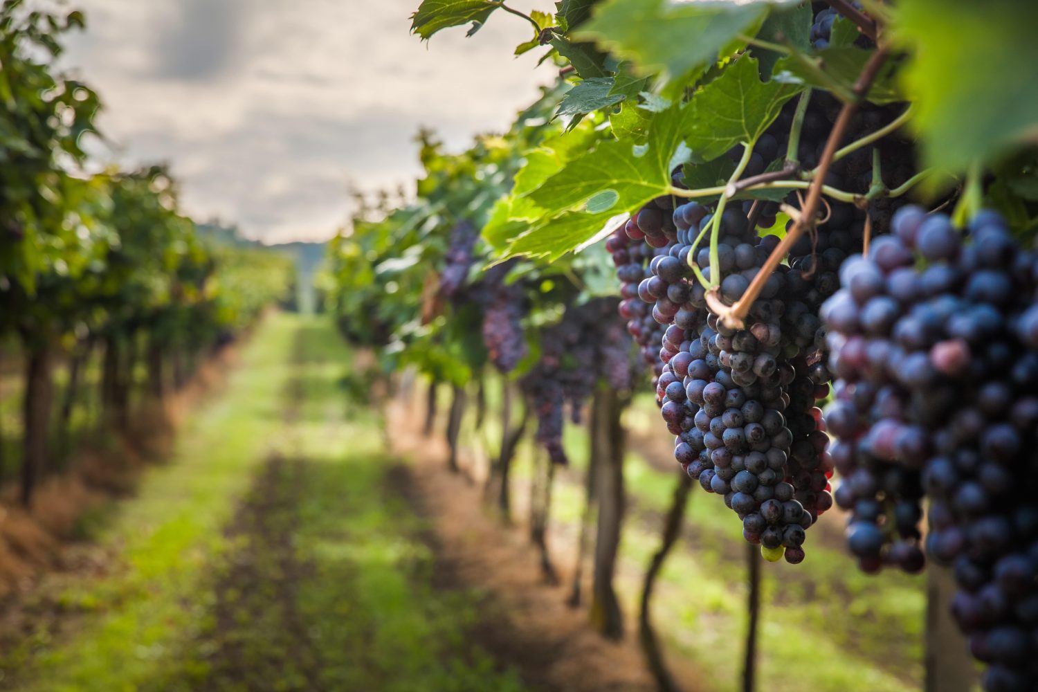 Toscana revelada: Diez fascinantes curiosidades con tono persuasivo y experto 1 Moncloa UNA HISTORIA VIVA ENTRE VIÑEDOS Y ARTE