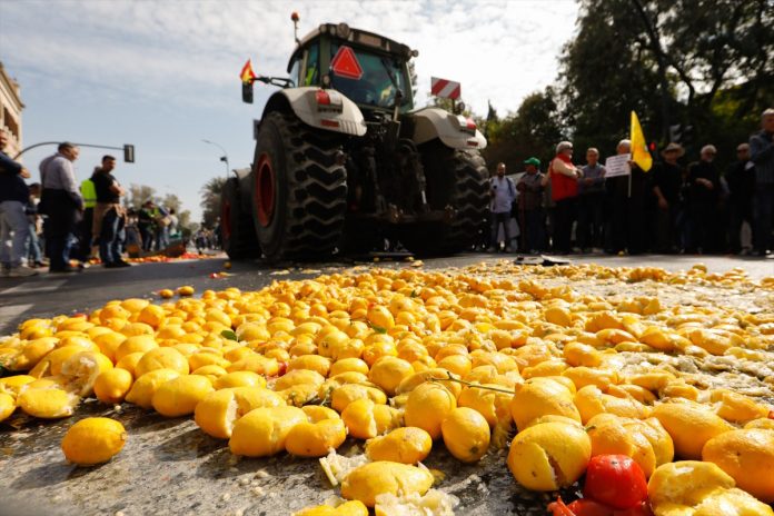 Los agricultores lanzan limones durante la décimosexta jornada de protestas de los tractores en las carreteras españolas, a 21 de febrero de 2024, en Murcia.