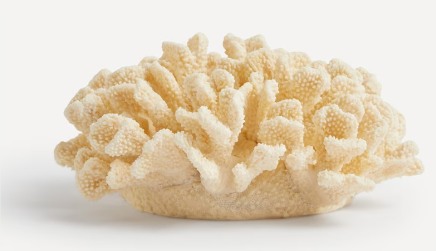 coral Moncloa
