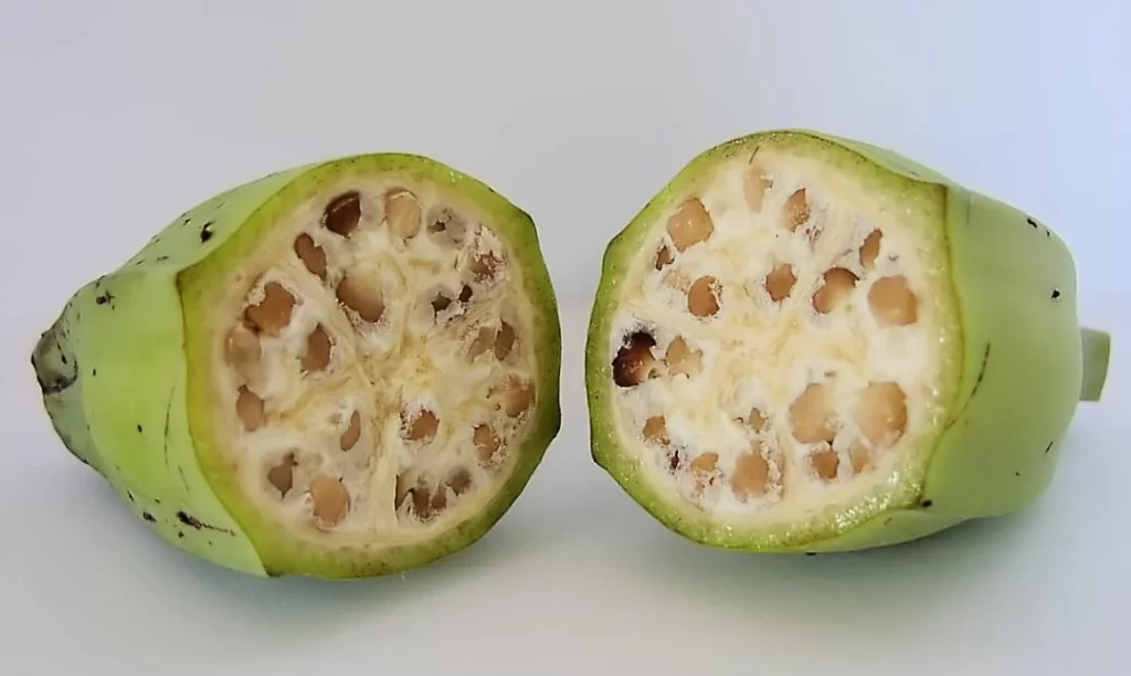 El video viral del antes y después de las frutas que confirma que estamos comiendo puros transgénicos 1 Moncloa Alimentos transgénicos que consumimos hoy en día