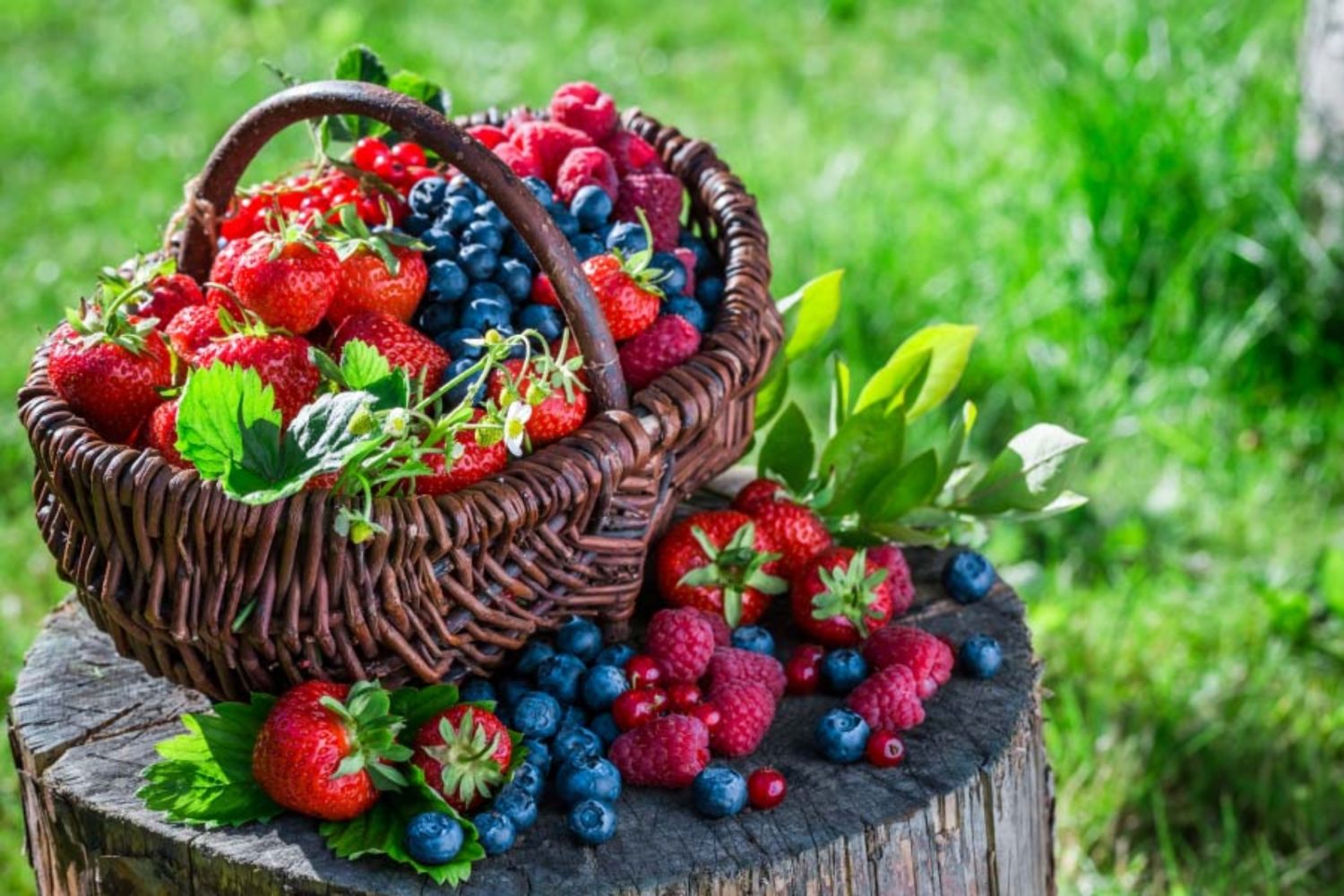 6 frutas silvestres que curan más rápido que un medicamento 2 Moncloa Otras propiedades que aportan las frutas silvestres