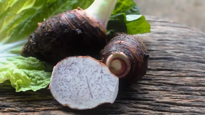 Malanga, el aliado perfecto para una dieta equilibrada y saludable: cómo utilizarla