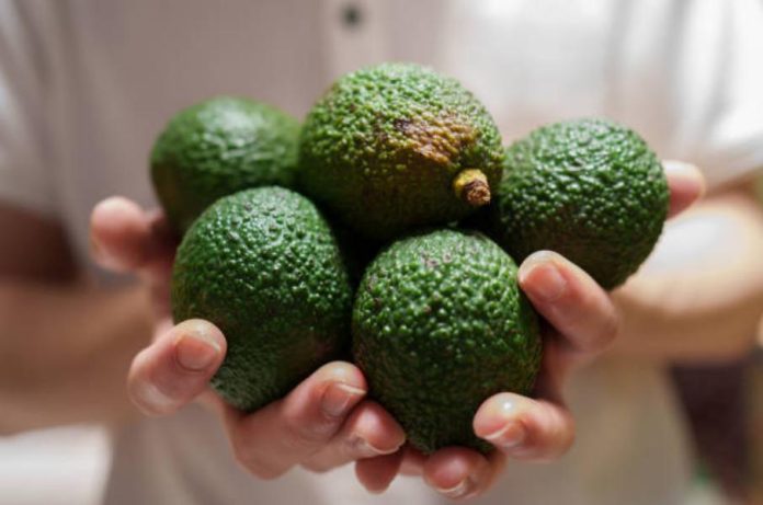 Aguacate listo al instante: El truco para madurarlo en minutos sin esperas