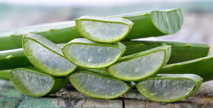 Aloe vera no solo para la piel: conoce 4 curas ocultas de su cáscara