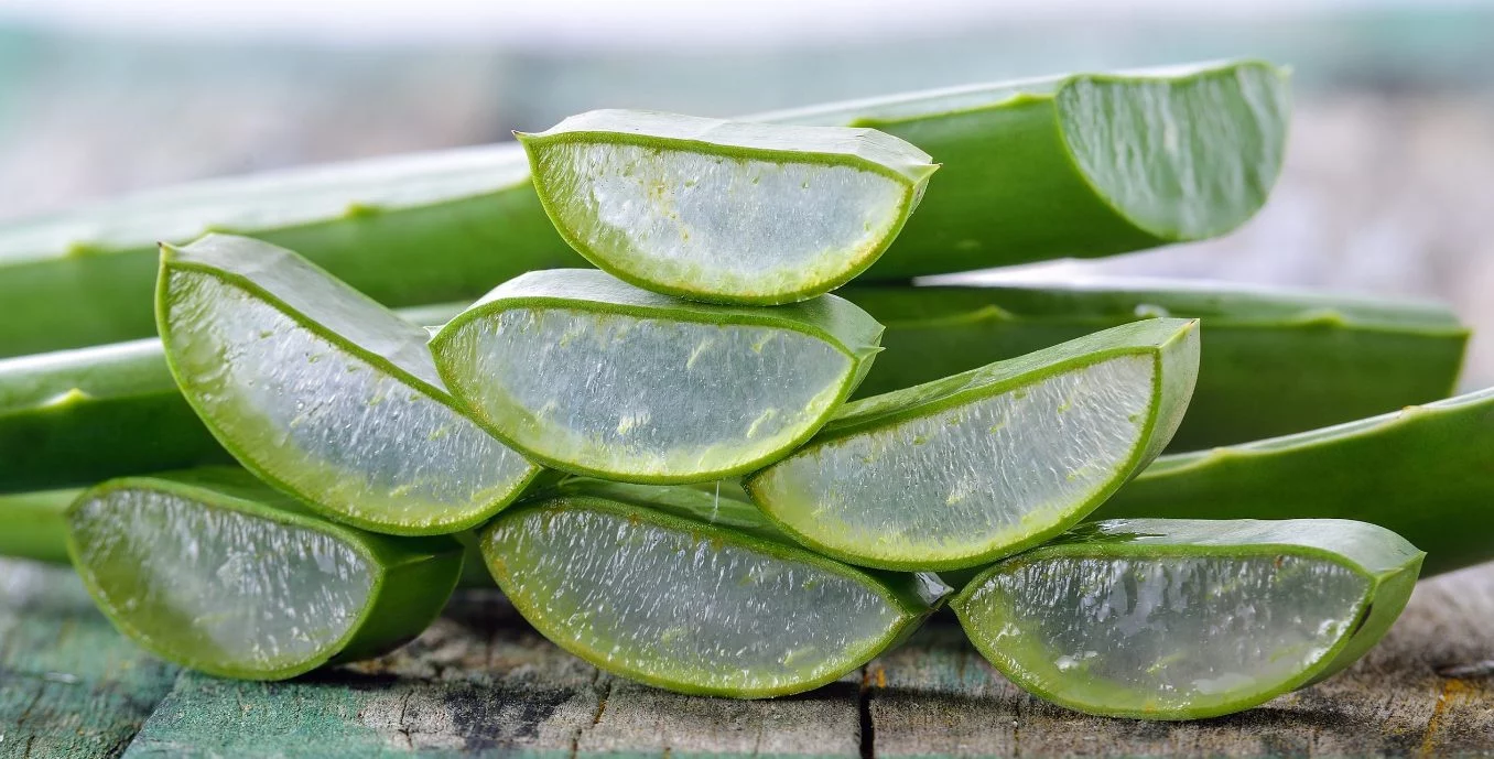 Aloe vera no solo para la piel: conoce 4 curas ocultas de su cáscara