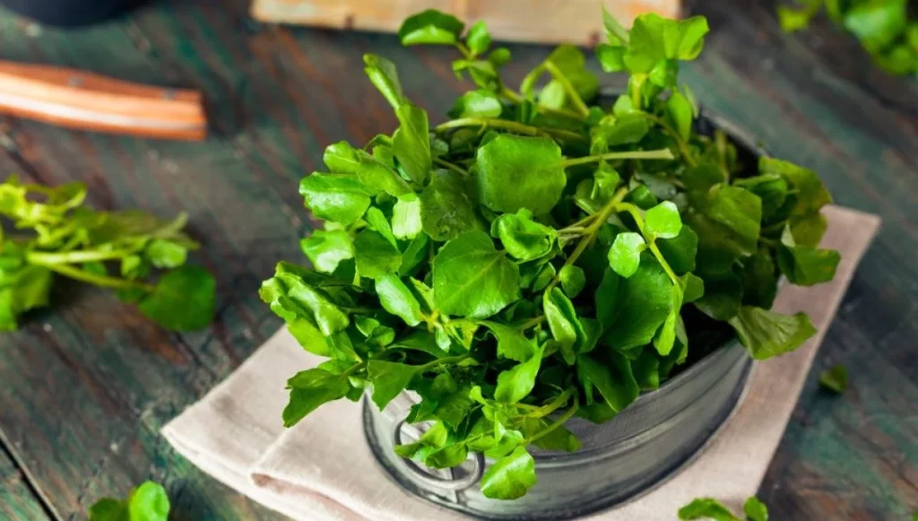 Es barato y ayuda a adelgazar: Este es el alimento mas sano del mundo 1 Moncloa ¿Por qué es tan buena para adelgazar y mantener la salud?