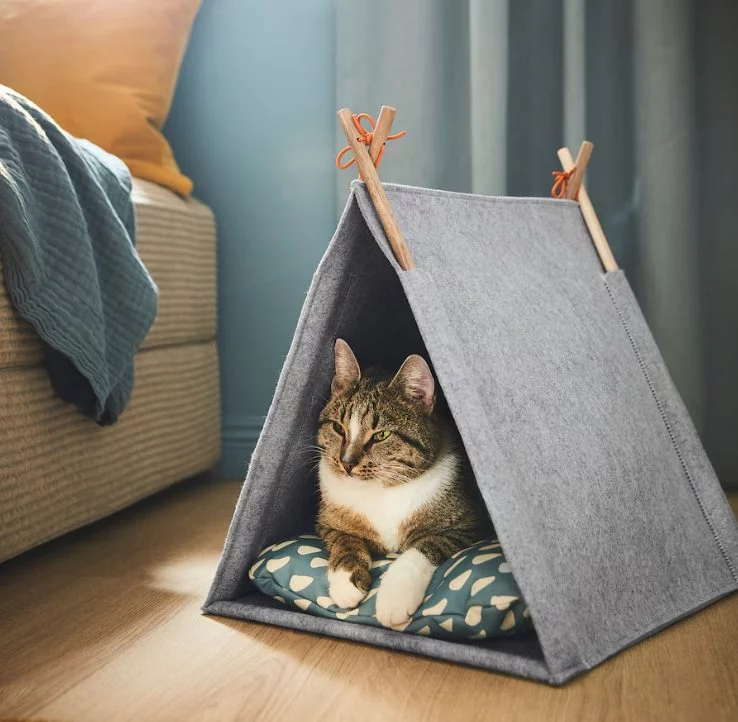 casa gatos gris