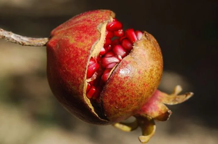La fruta que es en realidad un fruto seco: un tesoro escondido para tu salud 2 Moncloa Cómo consumir la granada para obtener sus beneficios