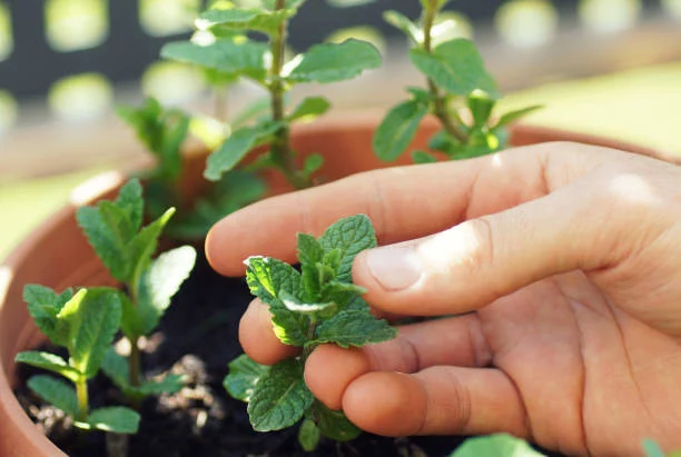 Esta es la planta para el mal aliento