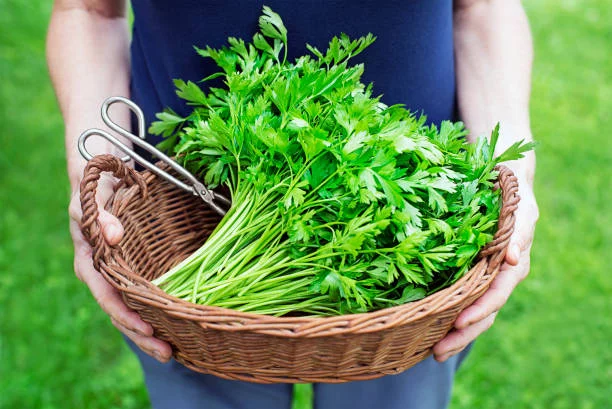 La clave de la vitamina K: 5 alimentos esenciales que debes conocer 2 Moncloa Perejil: impulso adicional de esta vitamina