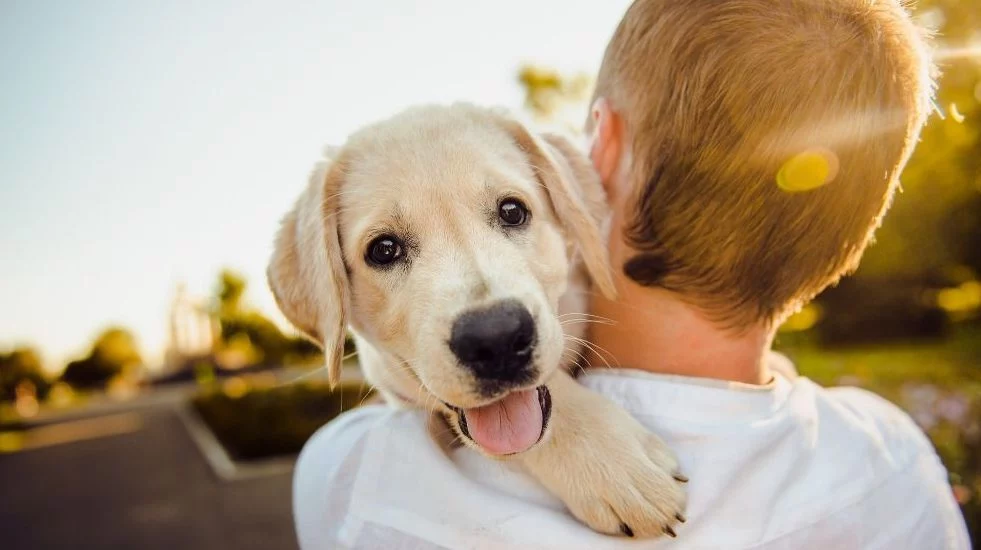 Reducir el estrés y otros 4 beneficios de tener una mascota para la salud