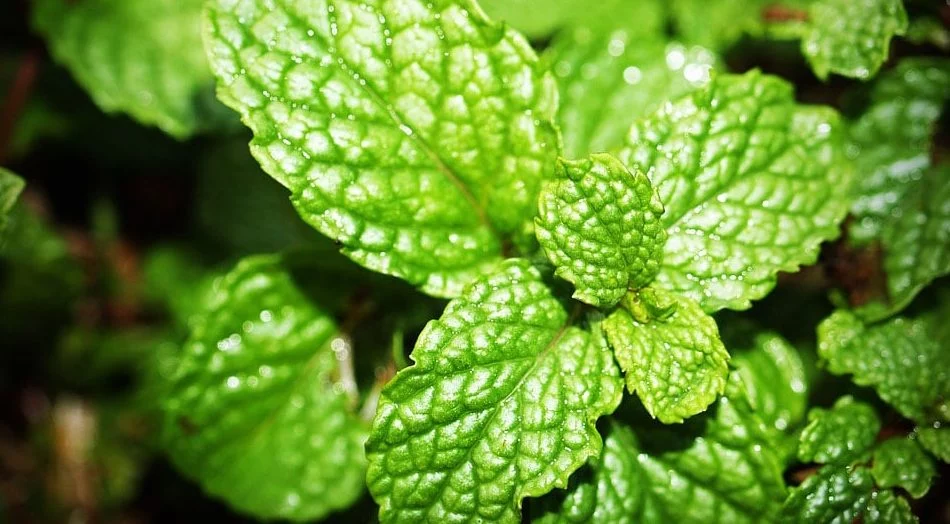 Esta es la hierba medicinal ideal para acabar con la sensibilidad en los dientes 1 Moncloa Cómo eliminar la sensibilidad de los dientes con menta