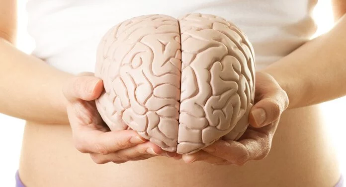 Cuida tu cerebro con este alimento que no consumes pero que potencia tu capacidad de memoria
