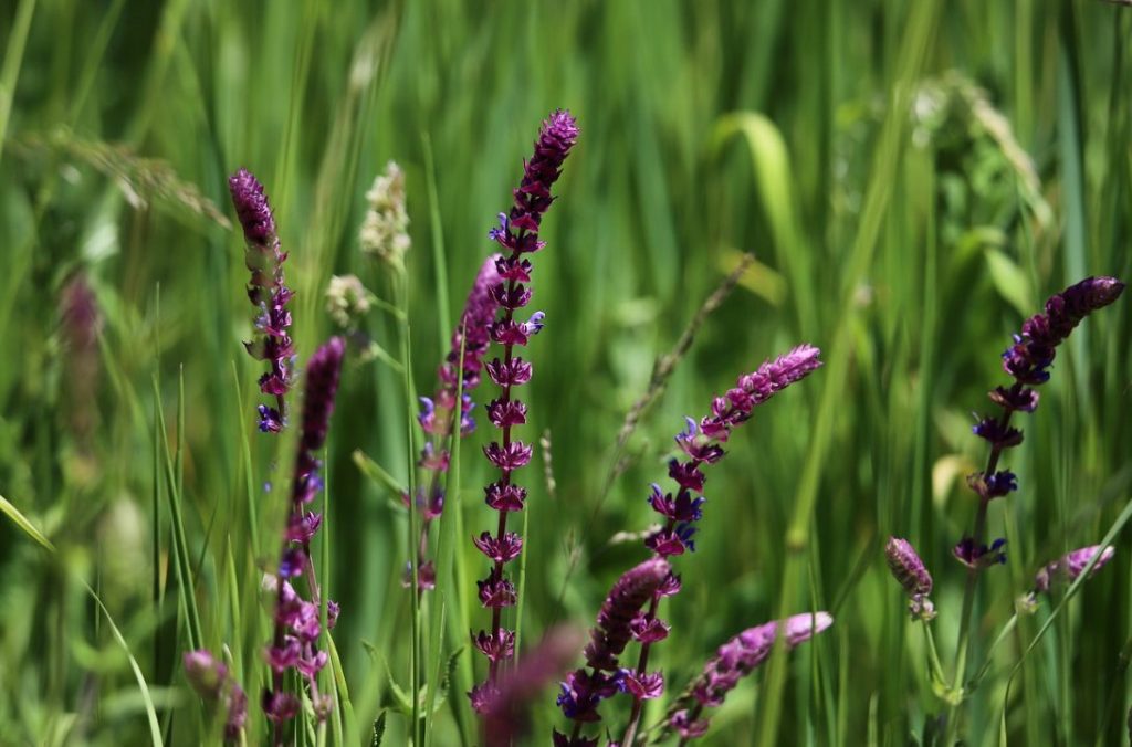 ¿Cómo usar la salvia para la salud del cabello?