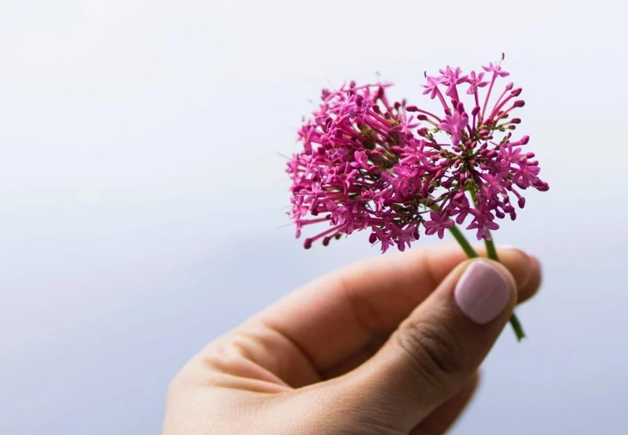 Dormir mejor y otros tres efectos de la valeriana que no conocías 1 Moncloa Para qué sirve la valeriana
