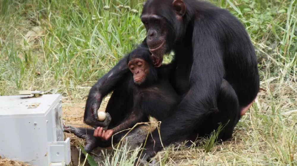 El video viral de la mamá chimpancé que te dará escalofríos 1 Moncloa La diferencia entre la inteligencia de un chimpancé y los humanos