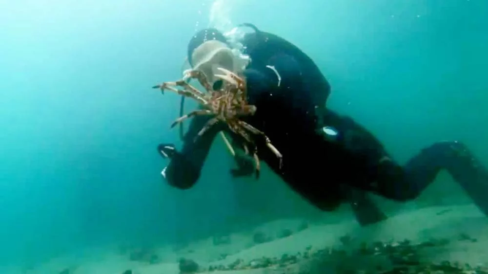 Buceadora hace viral el momento en que pulpo la lleva a lugar escondido