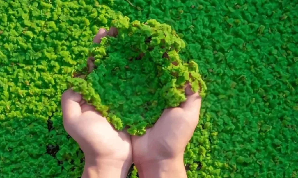 El secreto mejor guardado de la nutrición: descubre este superalimento 1 Moncloa El secreto para consumir azolla