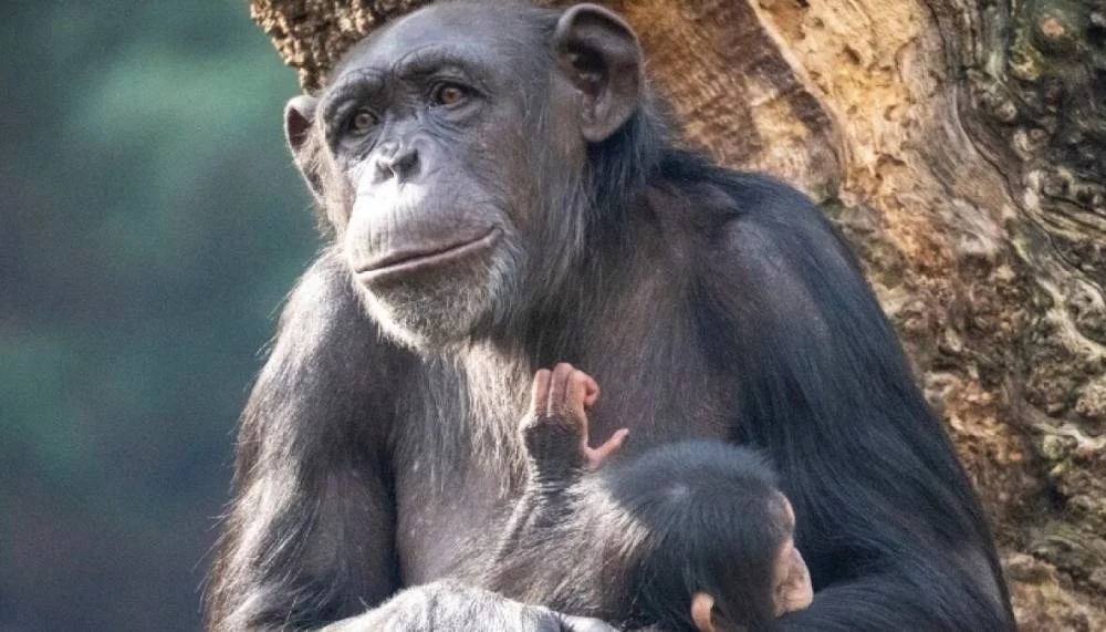 El video viral de la mamá Chimpancé que te dará escalofríos