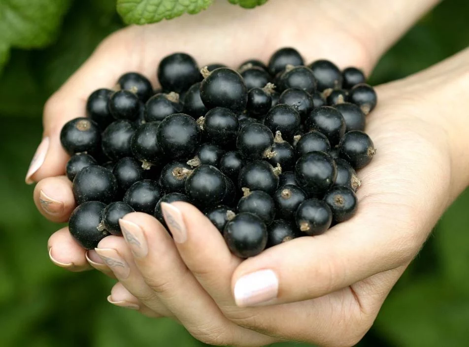 ¿Por qué comer grosella negra?