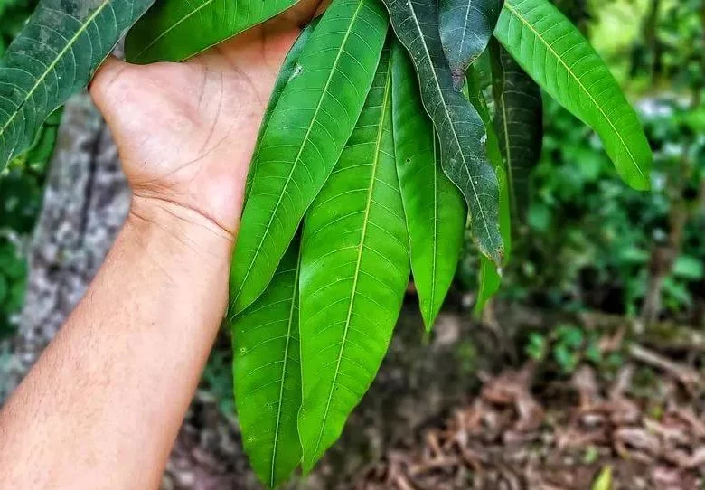 Así funciona el nuevo té viral que ayuda a prevenir el cáncer 1 Moncloa Té viral de hojas de guanábana y mango para reducir el riesgo de cáncer