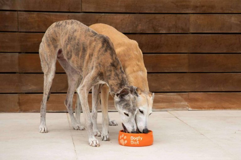 ¿Qué recetas naturales para perros se pueden encontrar en Dogfy Diet?