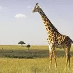 Video de turistas siendo perseguidos por jirafa salvaje al estilo Jurassic Park causa furor en las redes