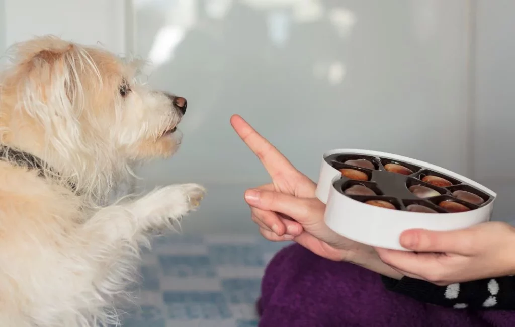 Previene, mejora y cura enfermedades de tu perro con esta alimentación natural 1 Moncloa Lo de no debes darle a tu perro