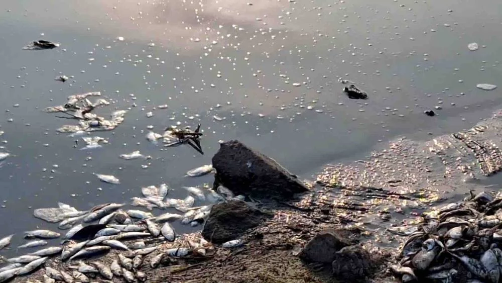 En Irán llueven peces y el video se vuelve viral 1 Moncloa Como en Irán, otros lugares del mundo que vivieron este fenómeno