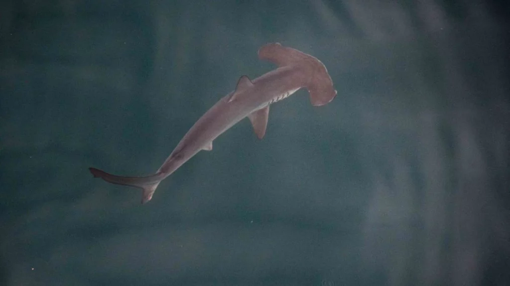 El peculiar animal que han bautizado en honor a Alba Flores 1 Moncloa El tiburón martillo liso, una especie protegida que ahora tiene madrina: Alba Flores