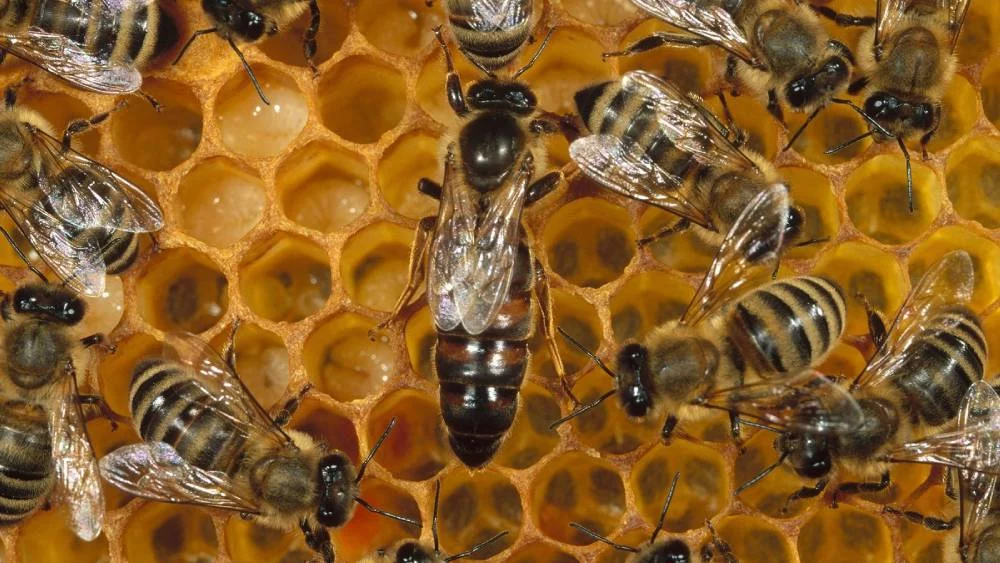 La increíble técnica de las abejas gigantes que te dejará boquiabierto 1 Moncloa Abejas gigantes: la técnica infalible y coordinada