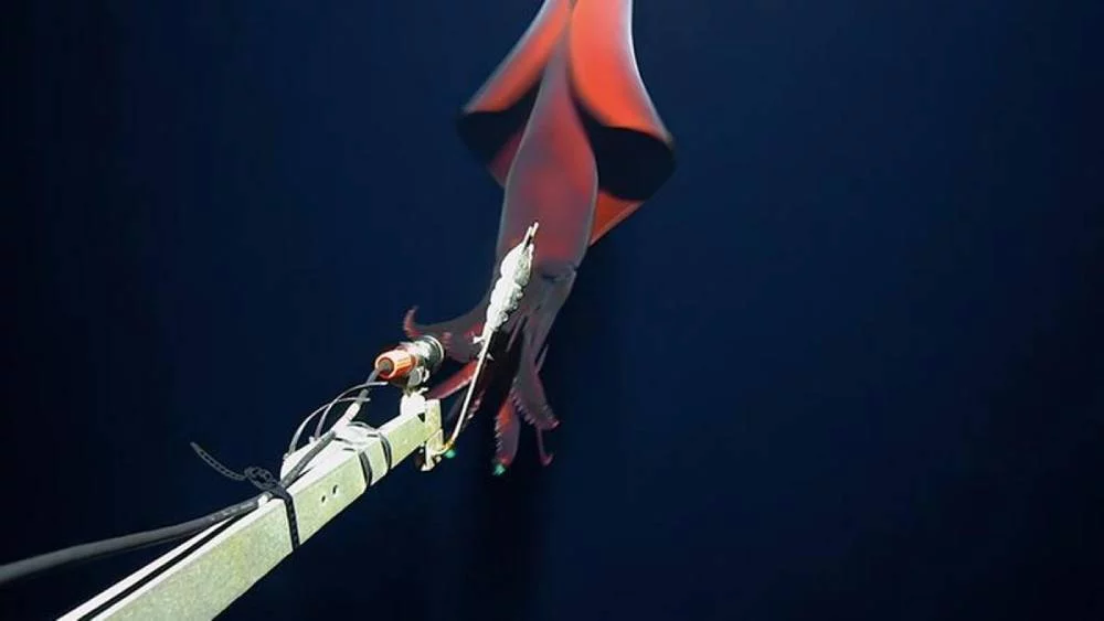 Un calamar gigante confundió una cámara con una presa y las imágenes se volvieron virales 1 Moncloa Características del calamar de aguas profundas