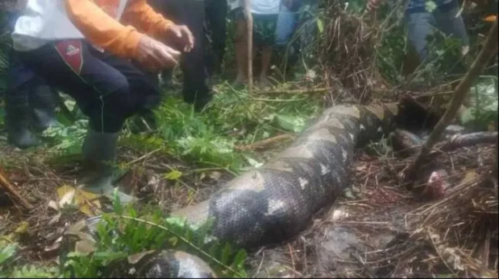 El triste final de la aldeana de Indonesia