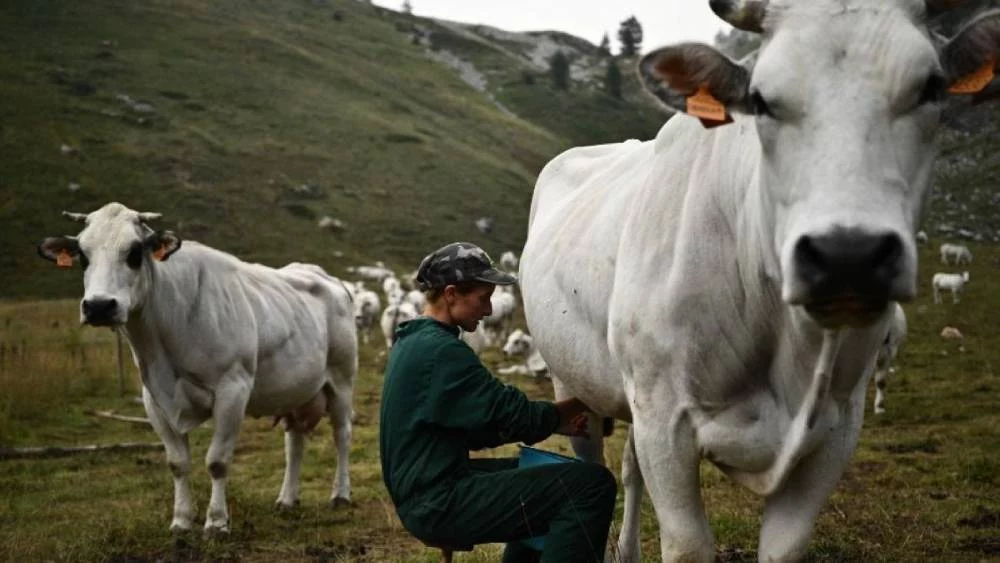 Por qué este país impone impuestos a las flatulencias vacunas