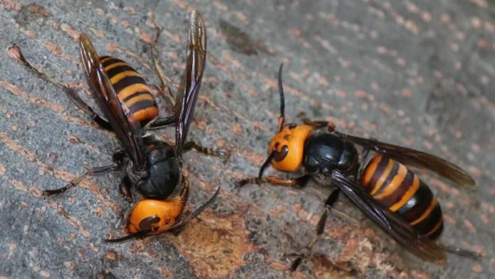 Abejas Espartanas vs Avispón: El video viral de una guerra sin igual