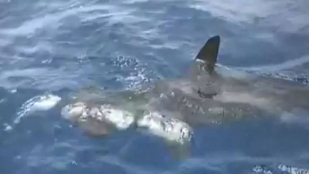 El avistamiento de un tiburón gigante en Gran Canaria que causó escalofríos 1 Moncloa El tiburón, el mayor temor de los turistas en España