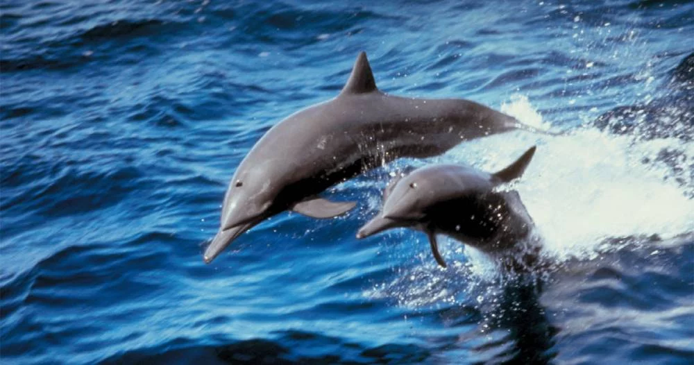 Delfines contra el estrés: el hallazgo científico que revolucionó las redes