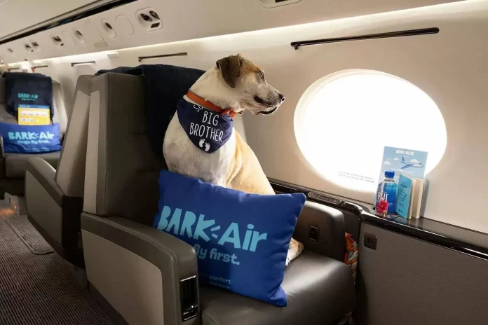 Así es la aerolínea exclusiva para perros