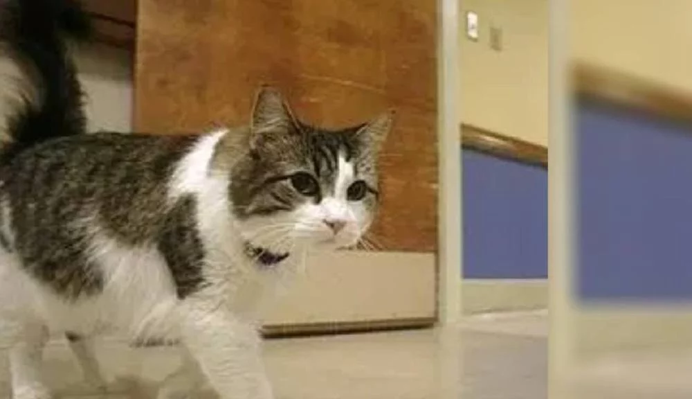 El gato que predecía la muerte: un caso estudiado por científicos 1 Moncloa Los estudios científicos para el gato Oscar, el mensaje de la muerte