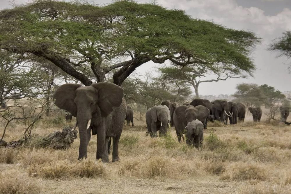 Cómo son los nombres de estos animales 