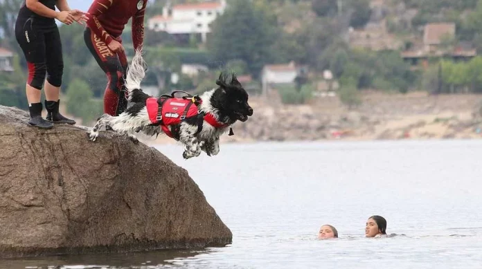 Playas sin bañistas humanos: la medida viral para proteger el verano