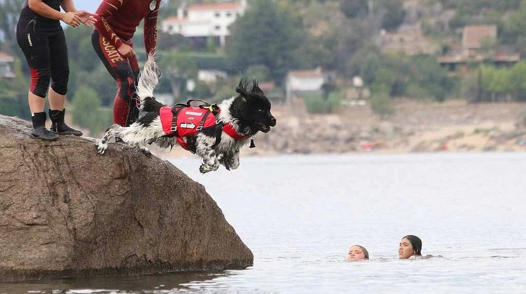 Playas sin bañistas humanos: la medida viral para proteger el verano