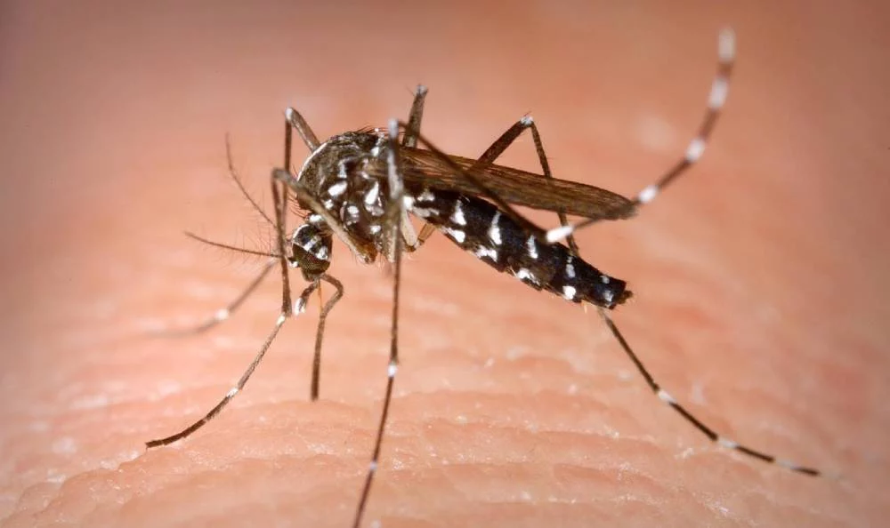 El secreto viral para decir adiós a los mosquitos en tu hogar