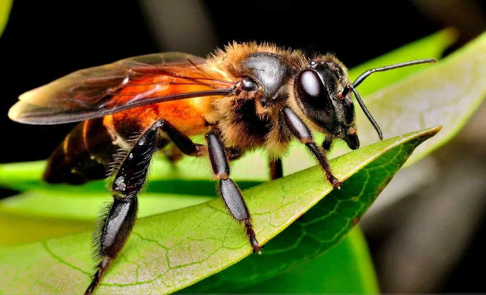 La increíble técnica de las abejas gigantes que te dejará boquiabierto