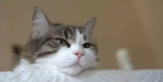 El gato que predecía la muerte: un caso estudiado por científicos