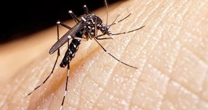 Crecen los casos de dengue en Madrid: consejos para protegerte