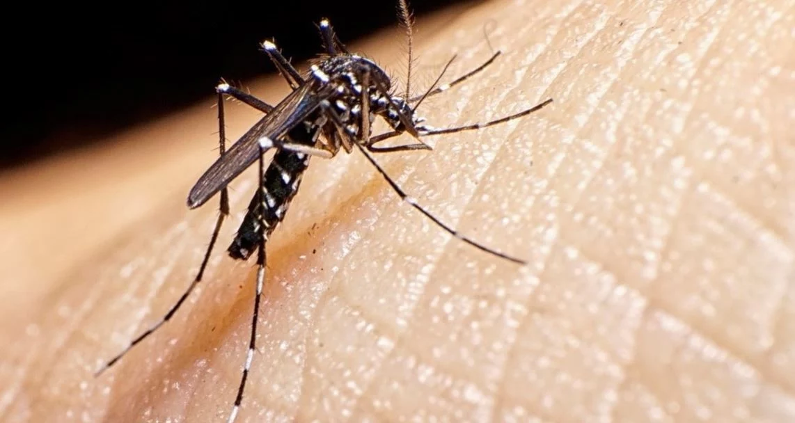 Crecen los casos de dengue en Madrid: consejos para protegerte