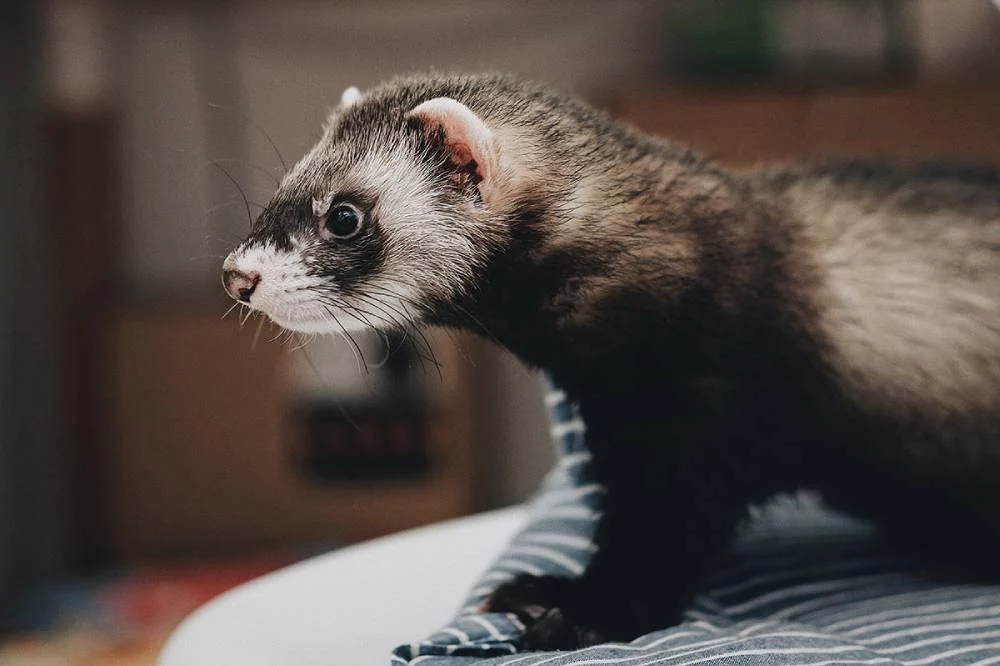 Estos son los 3 animales que un veterinario no tendría en casa 2 Moncloa Otros animales que no se pueden tener como mascotas