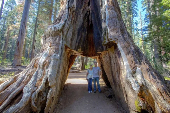 La increíble historia del árbol que sobrevivió a la construcción de un túnel interno