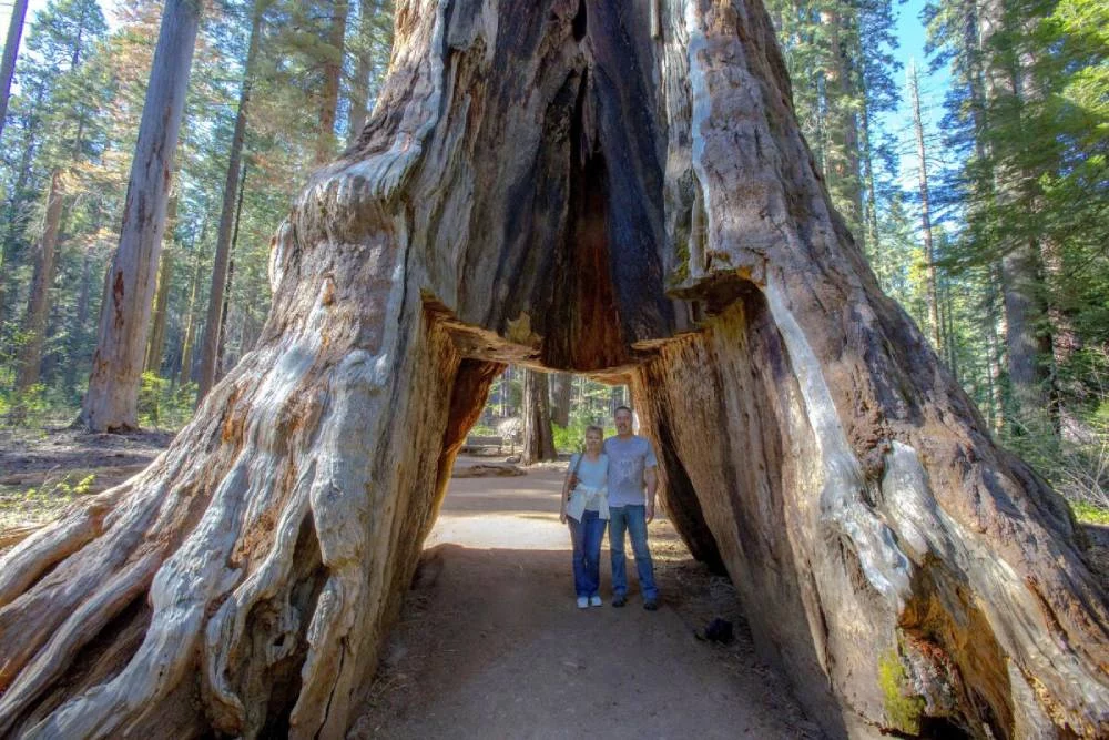 La increíble historia del árbol que sobrevivió a la construcción de un túnel interno